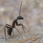 Jak se zbavit mravenců v domácnosti?